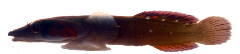 Lepadogaster candolii_002